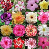 10 Thai Mixed 9 Adenium obesum Double layer (Desert Rose) Bonsai Seeds Fresh Flower New Seeds (Original Thai Seeds)